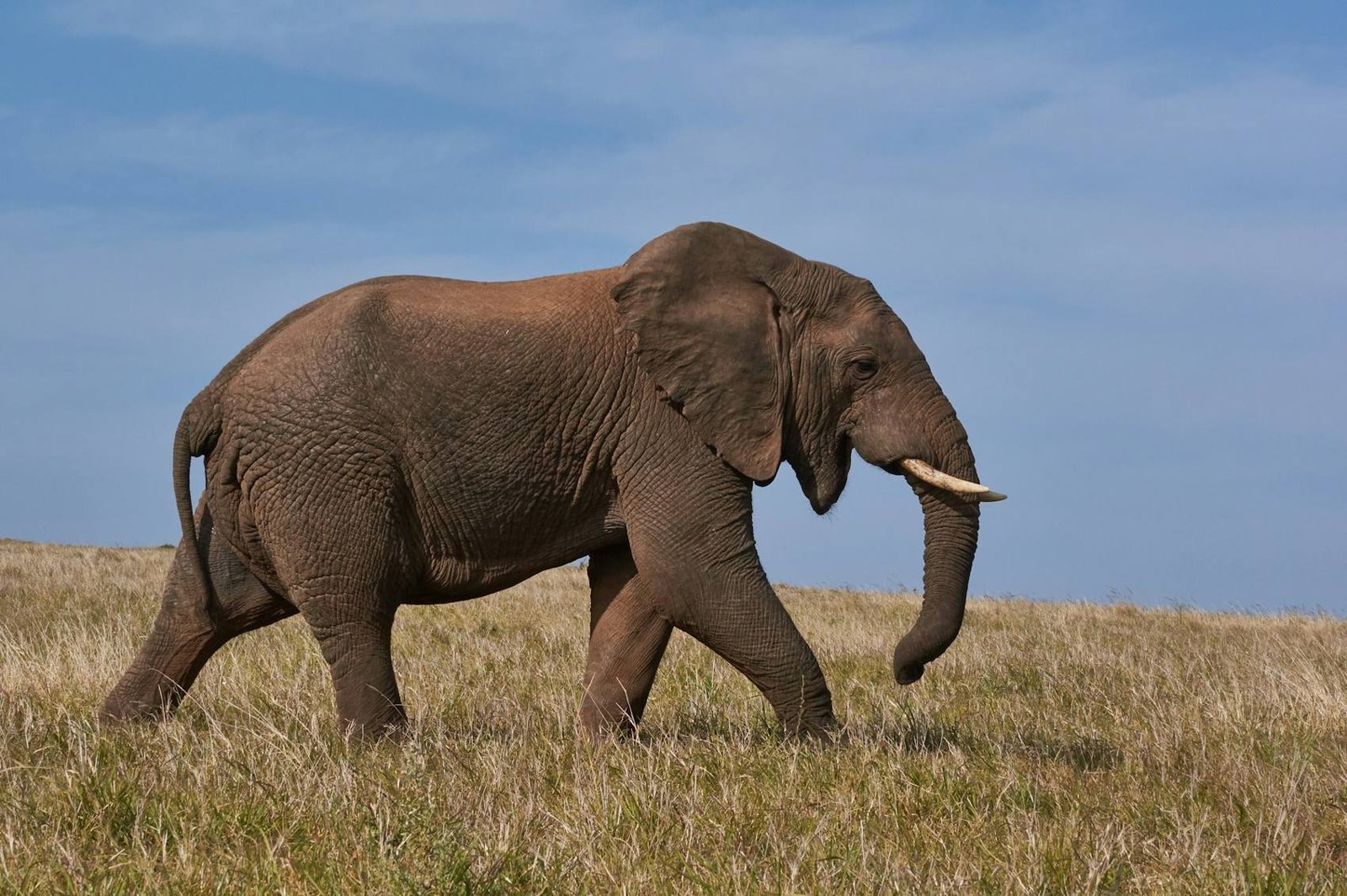 Elephant walking through grassland