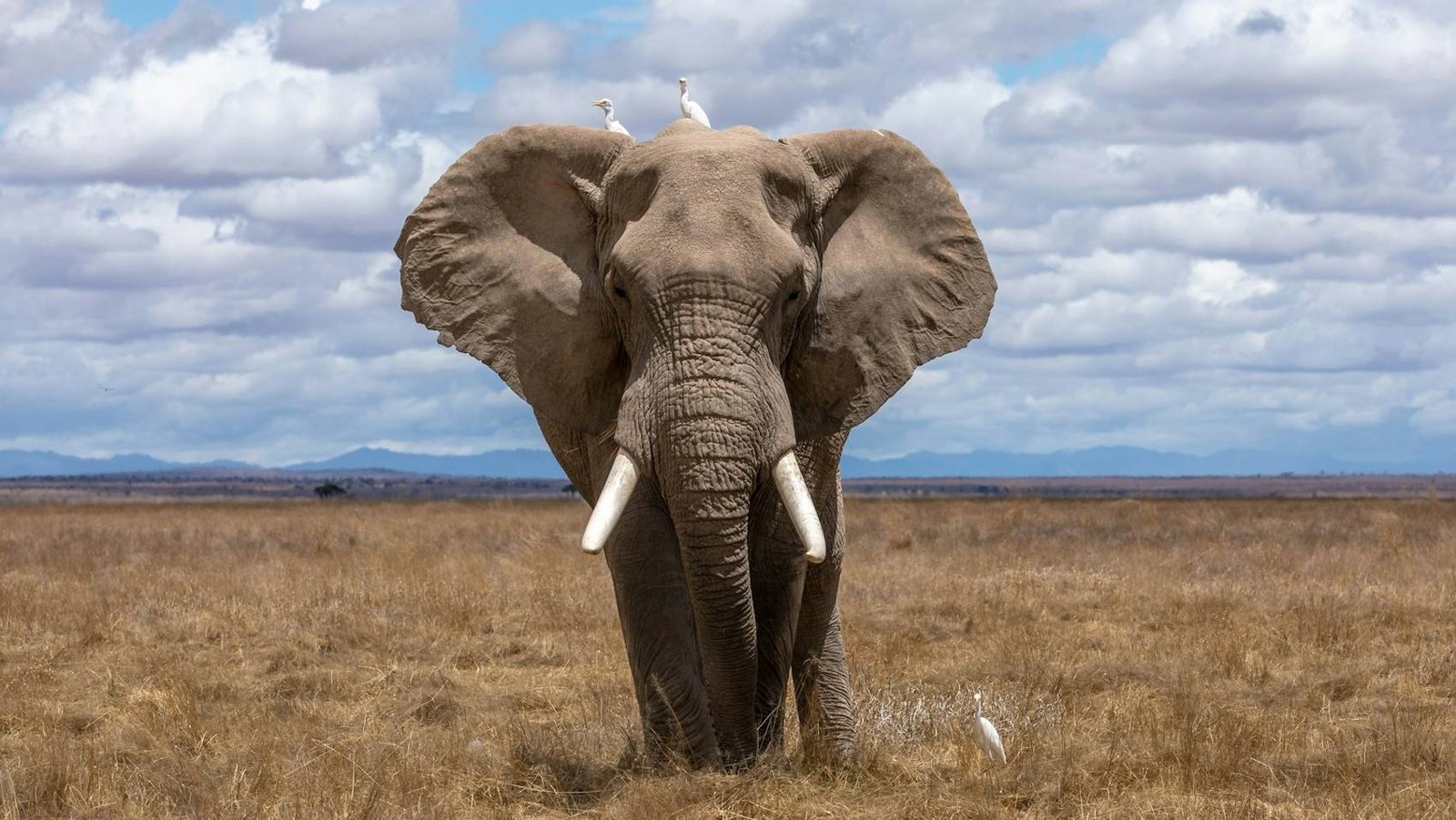 Elephant facing the camera on open grassland