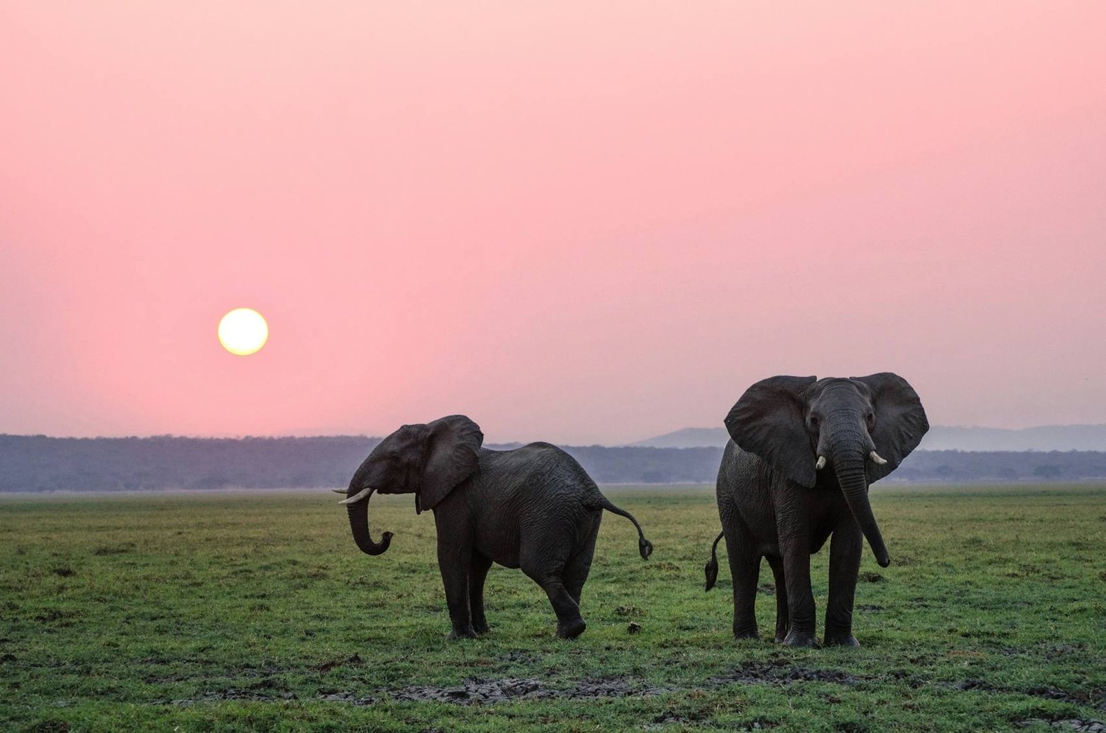 Two elephants on open grassland at dusk