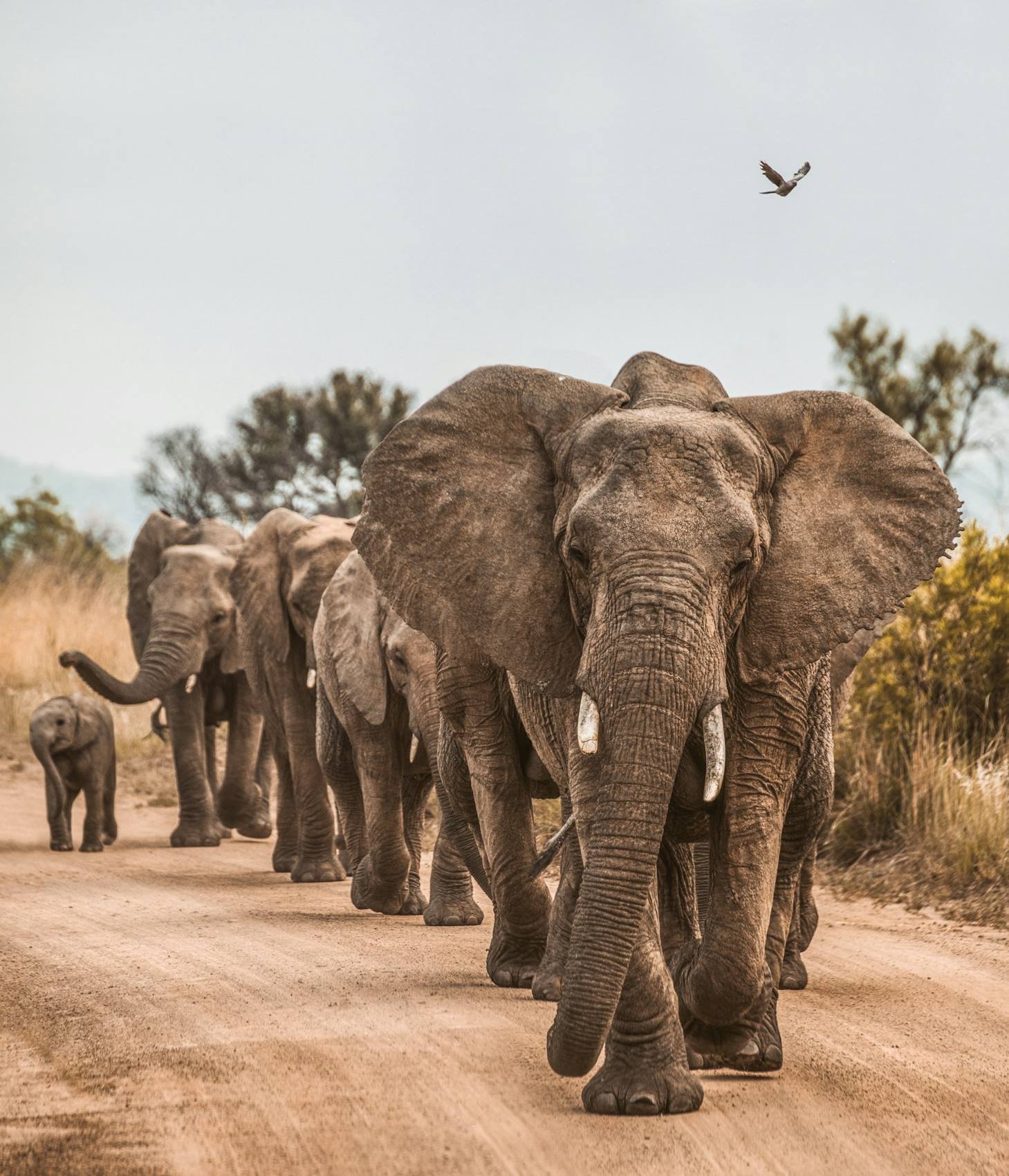 Elephant herd walking along a dirt road on safari