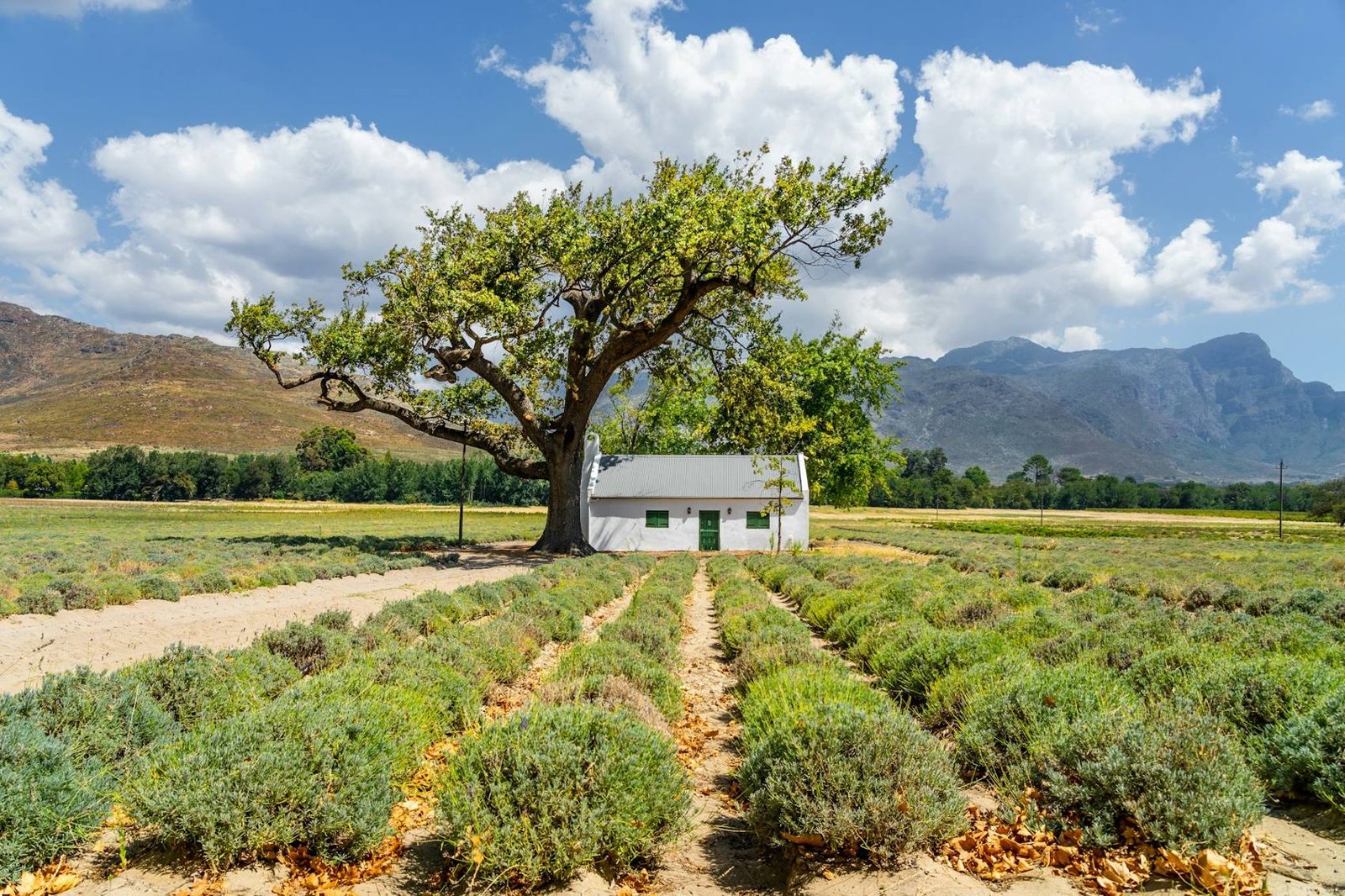 White Cape Dutch farmhouse with mountains behind