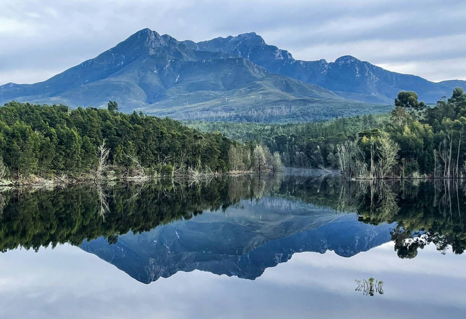 Forest reflected in a still Garden Route lake