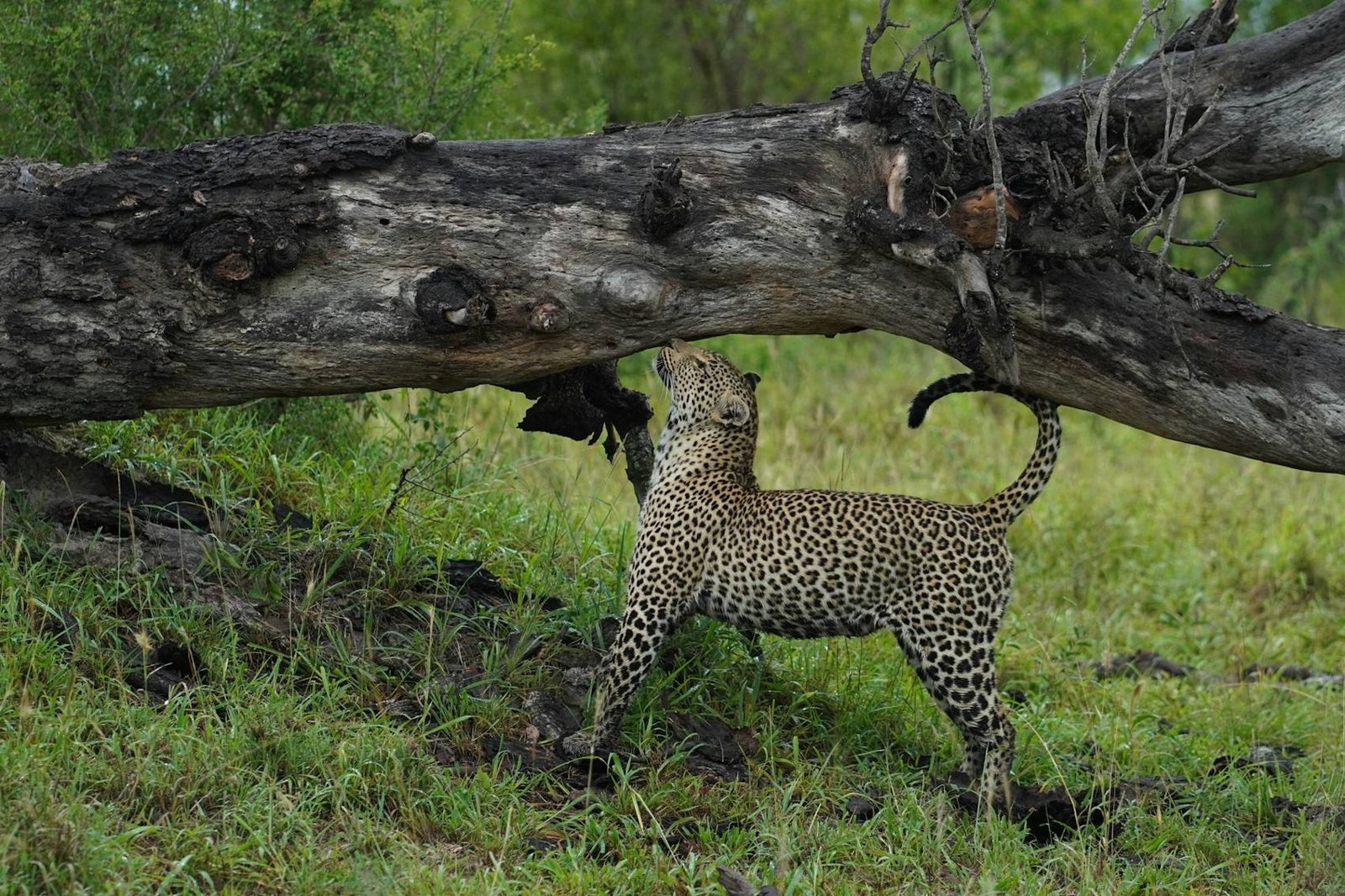 Leopard beneath a fallen tree in Kruger