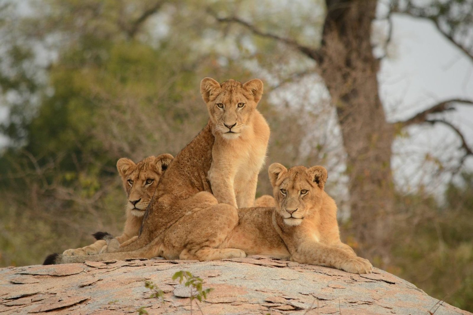 Young lions resting on a rock