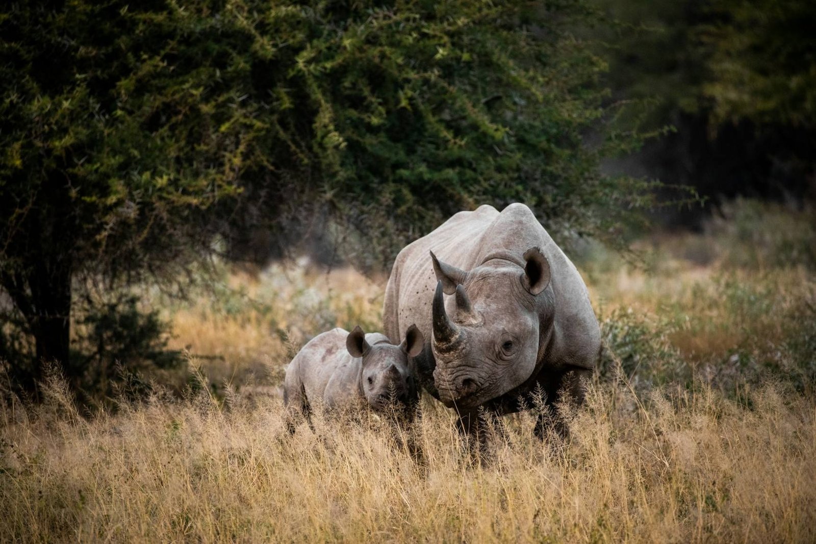 Rhino mother and calf in the bush