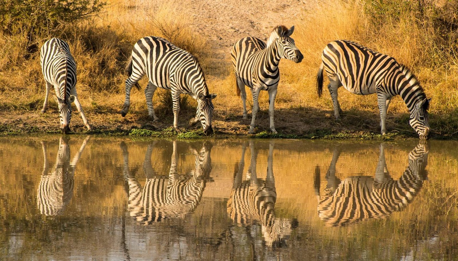 Zebras drinking at a waterhole