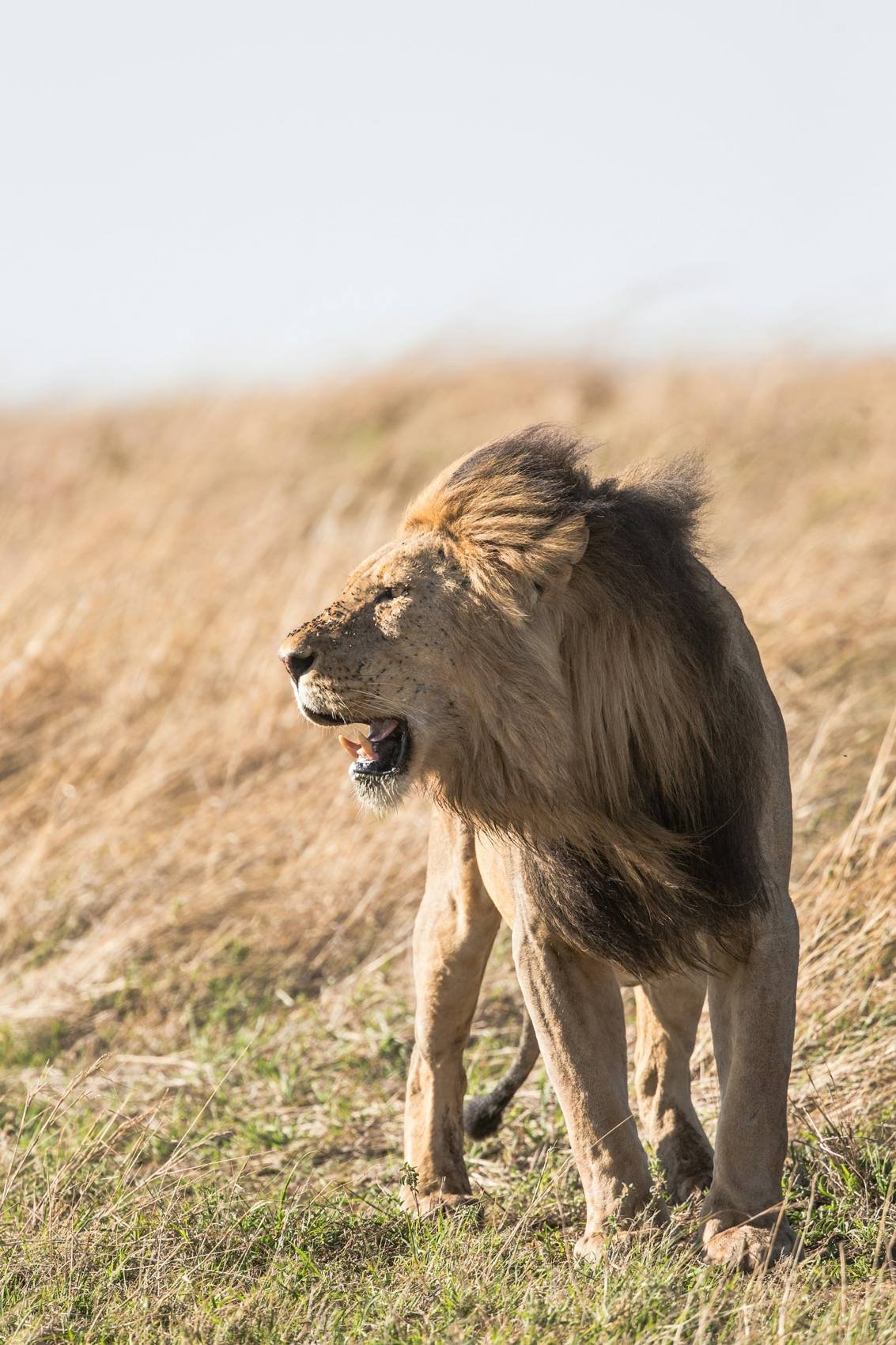 Male lion standing in golden grass