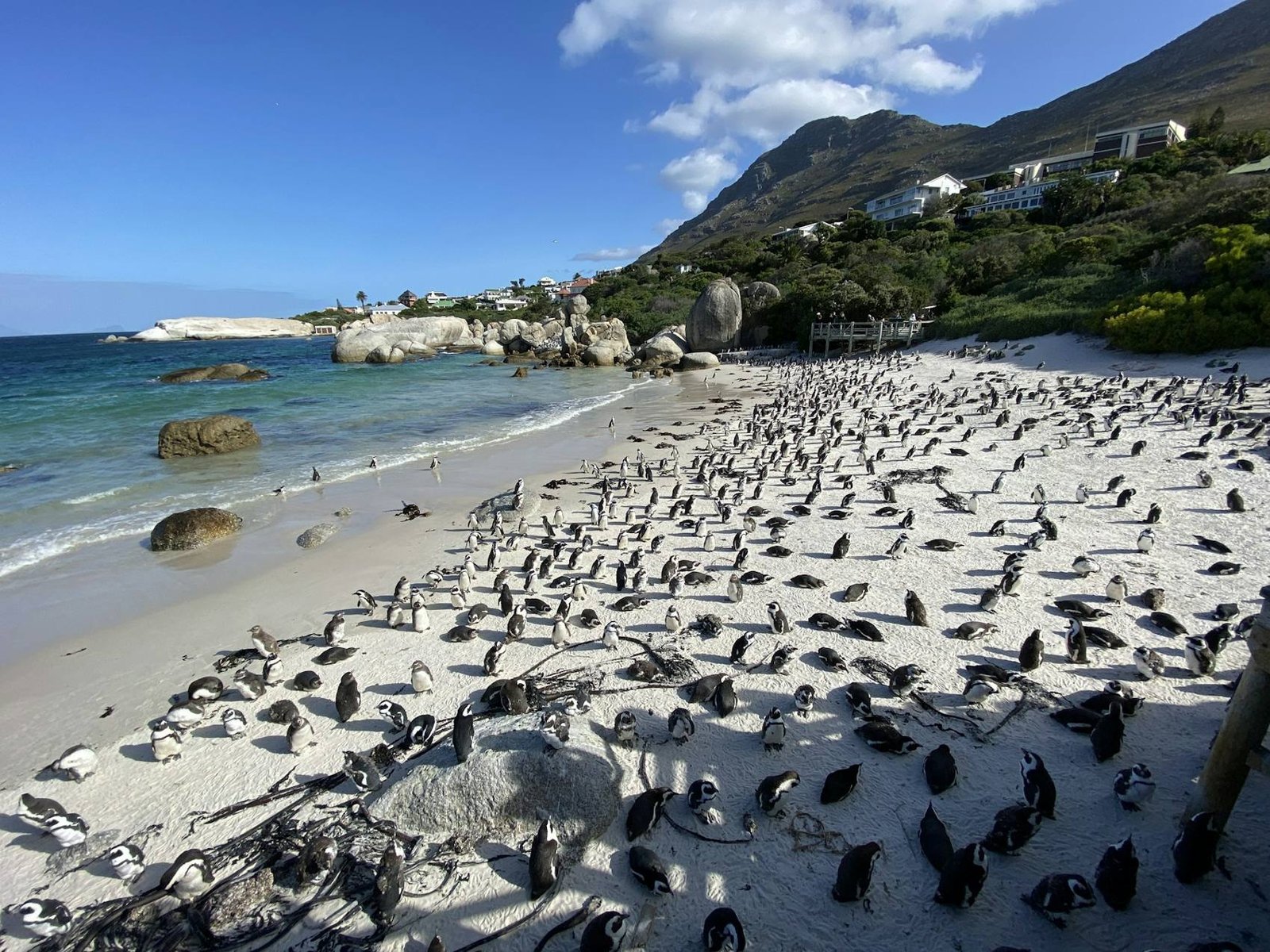 African penguin colony on the sand at Boulders Beach