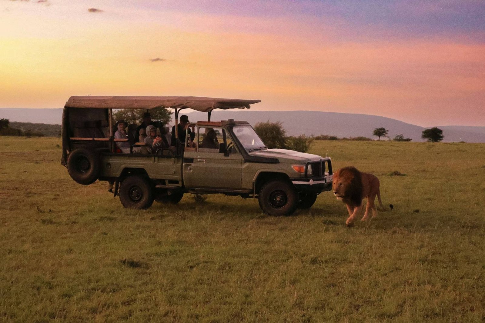 Open safari vehicle beside a lion on a Big Five game drive