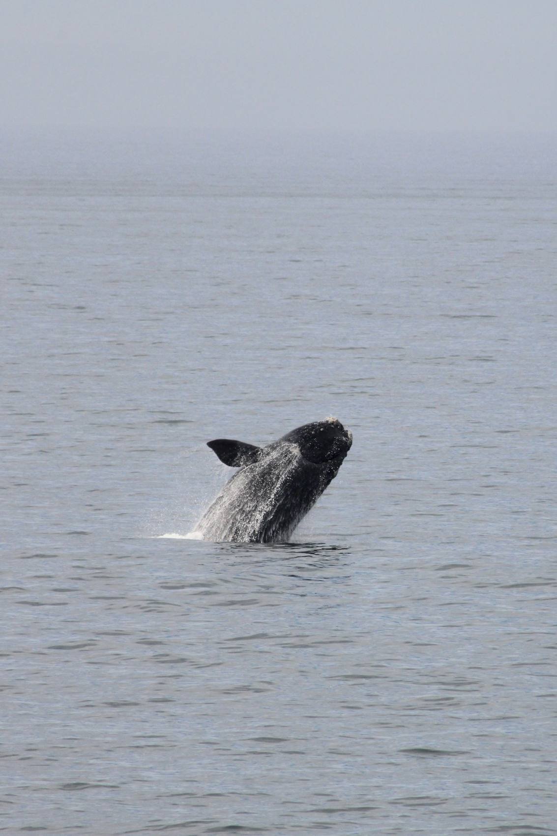 Whale breaching out of the water