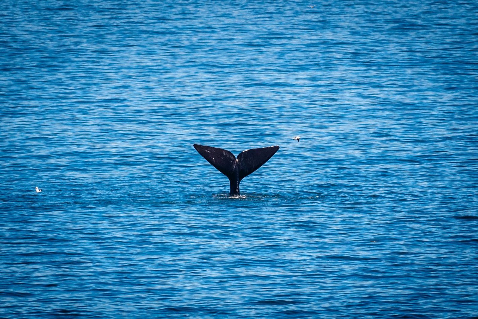 Whale tail above the water in Walker Bay