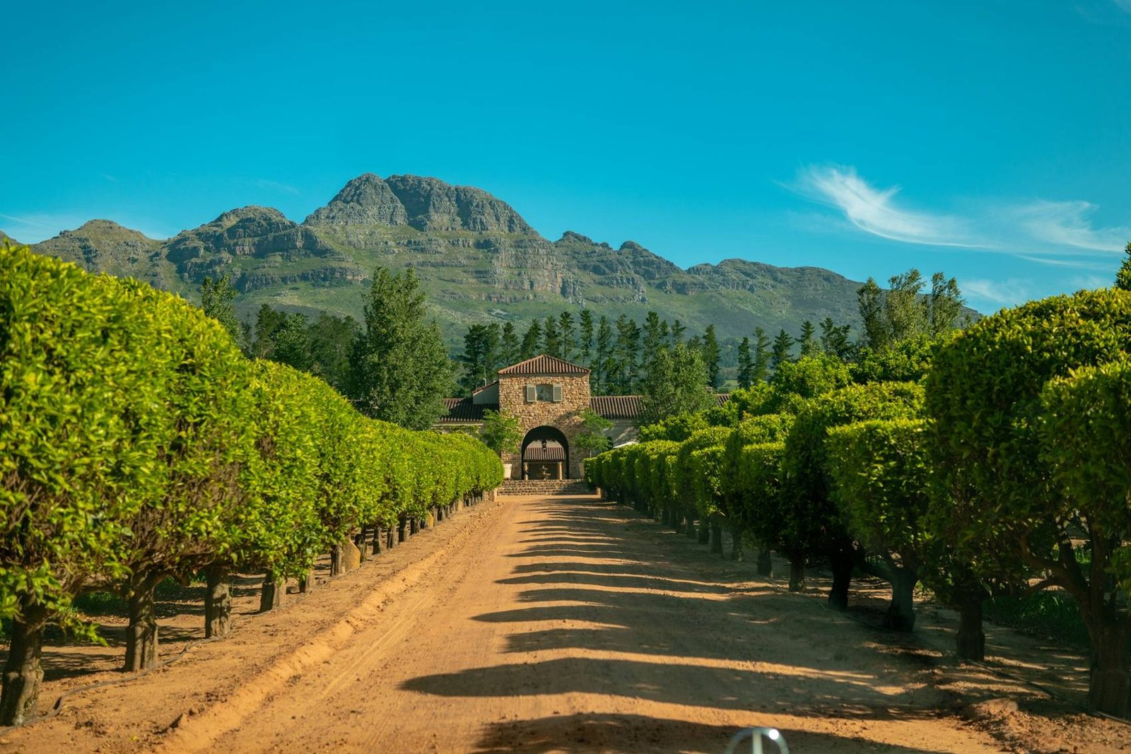 Oak-lined avenue leading into a Cape Winelands estate