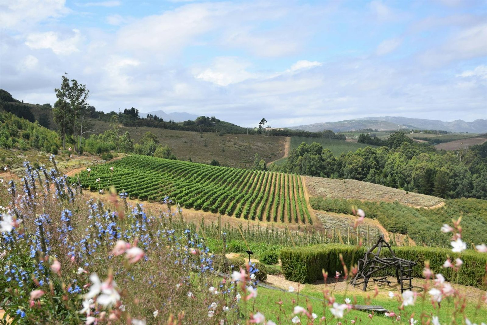 Bench overlooking a vineyard and wildflowers