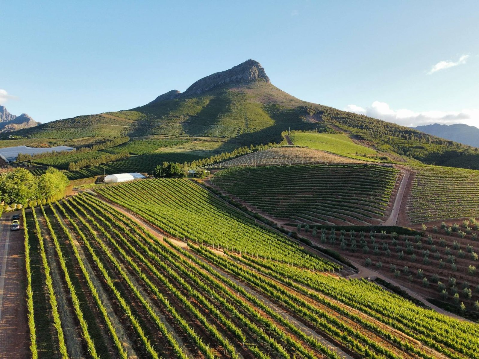 Vineyards below the mountains in the Cape Winelands